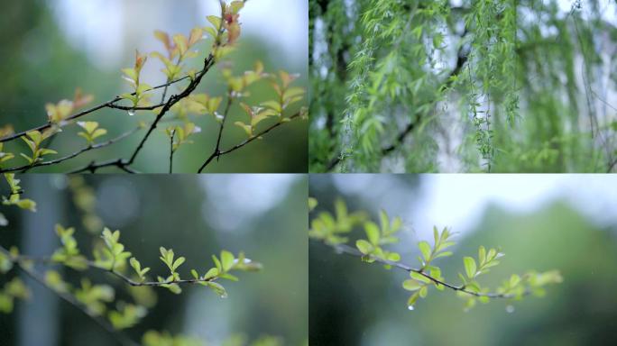 唯美春色春天春雨写意