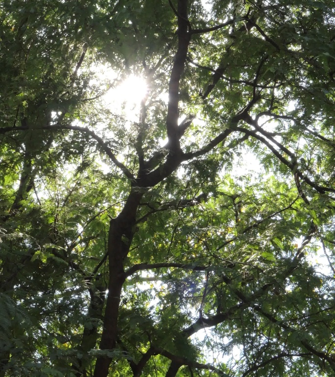 阳光下的树木竖屏竖版森林树林透光