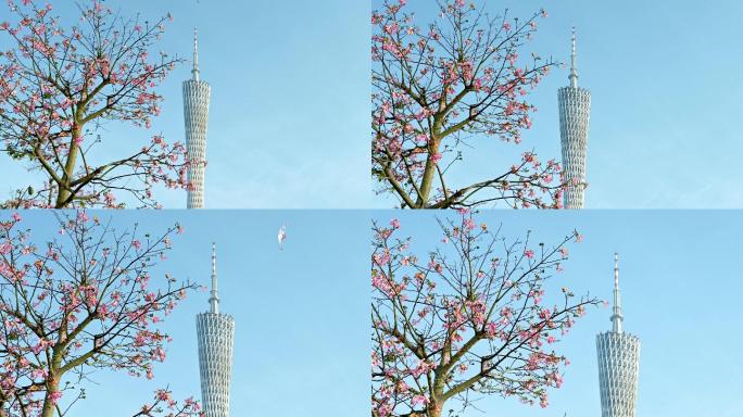 广州塔、木棉和天空飞翔的风筝4K