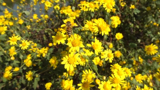 蜜蜂在野菊花上采蜜