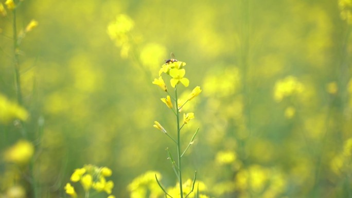 蜜蜂在油菜花中飞舞