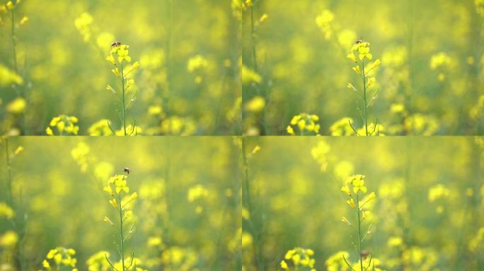 蜜蜂在油菜花中飞舞