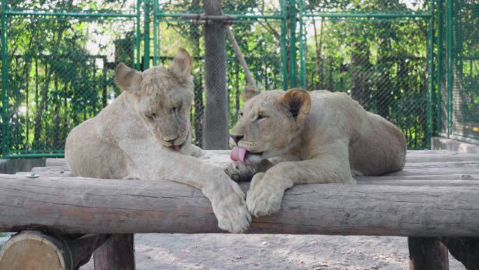 上海野生动物园狮子美洲狮