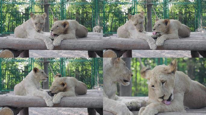 上海野生动物园狮子美洲狮