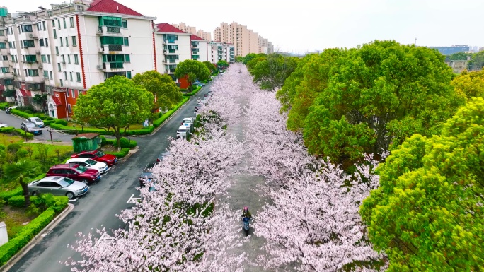上海高东樱花园