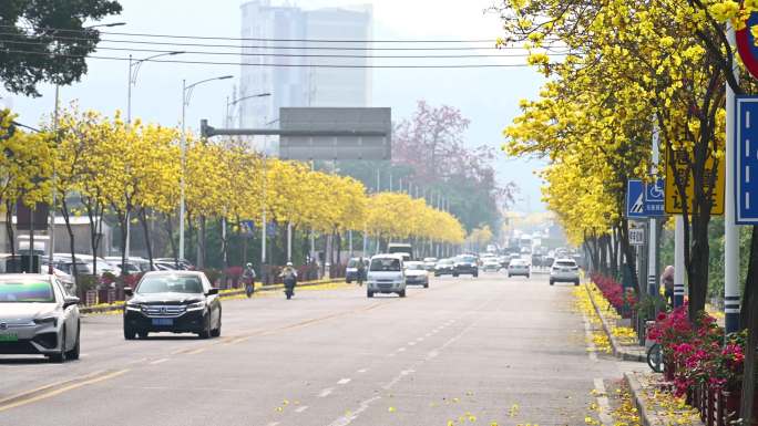 广州黄花风铃和城市街道4K