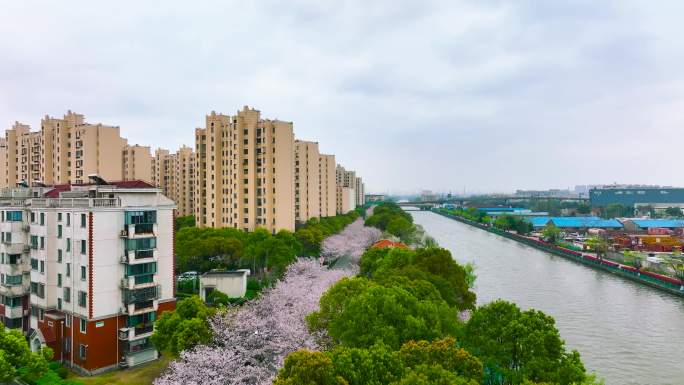 上海高东樱花园