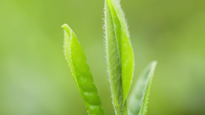 茶叶 红茶 茶山 春茶 绿茶