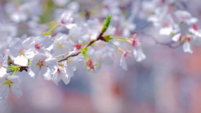 春日上海的樱花唯美春日蜜蜂采花粉