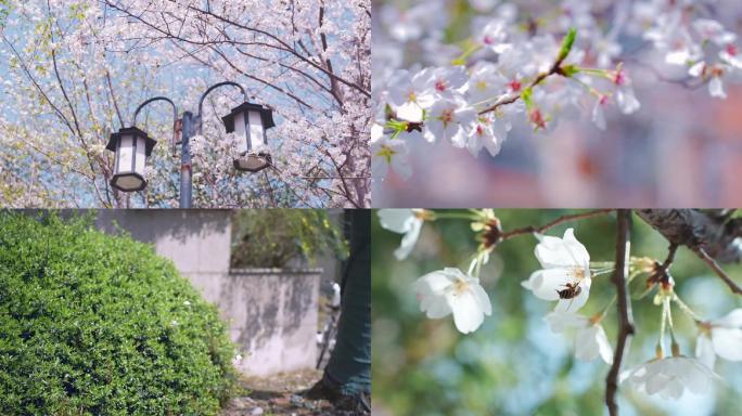 春日上海的樱花唯美春日蜜蜂采花粉