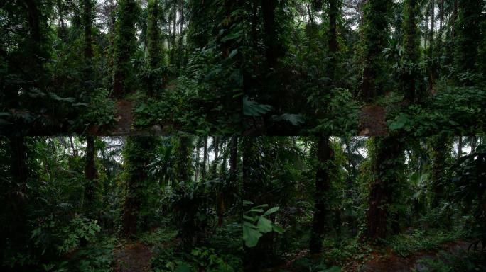 阴暗潮湿的热带雨林31
