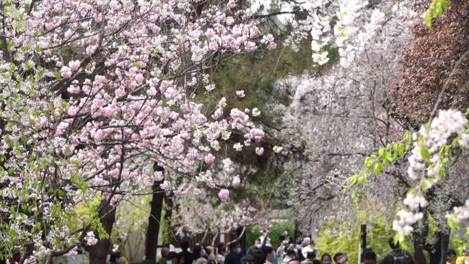 青龙寺西安春天青龙寺樱花盛开樱花延时