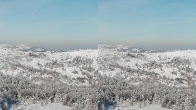 雪地里的冬季森林手机屏保竖屏竖版