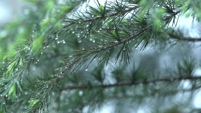 下雨天松树上的水珠