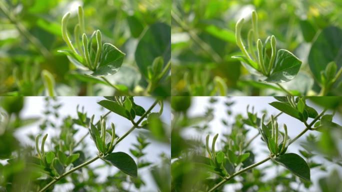 中药材金银花山银花忍冬