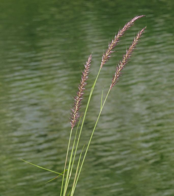 湿地里的草花。竖屏水面小草