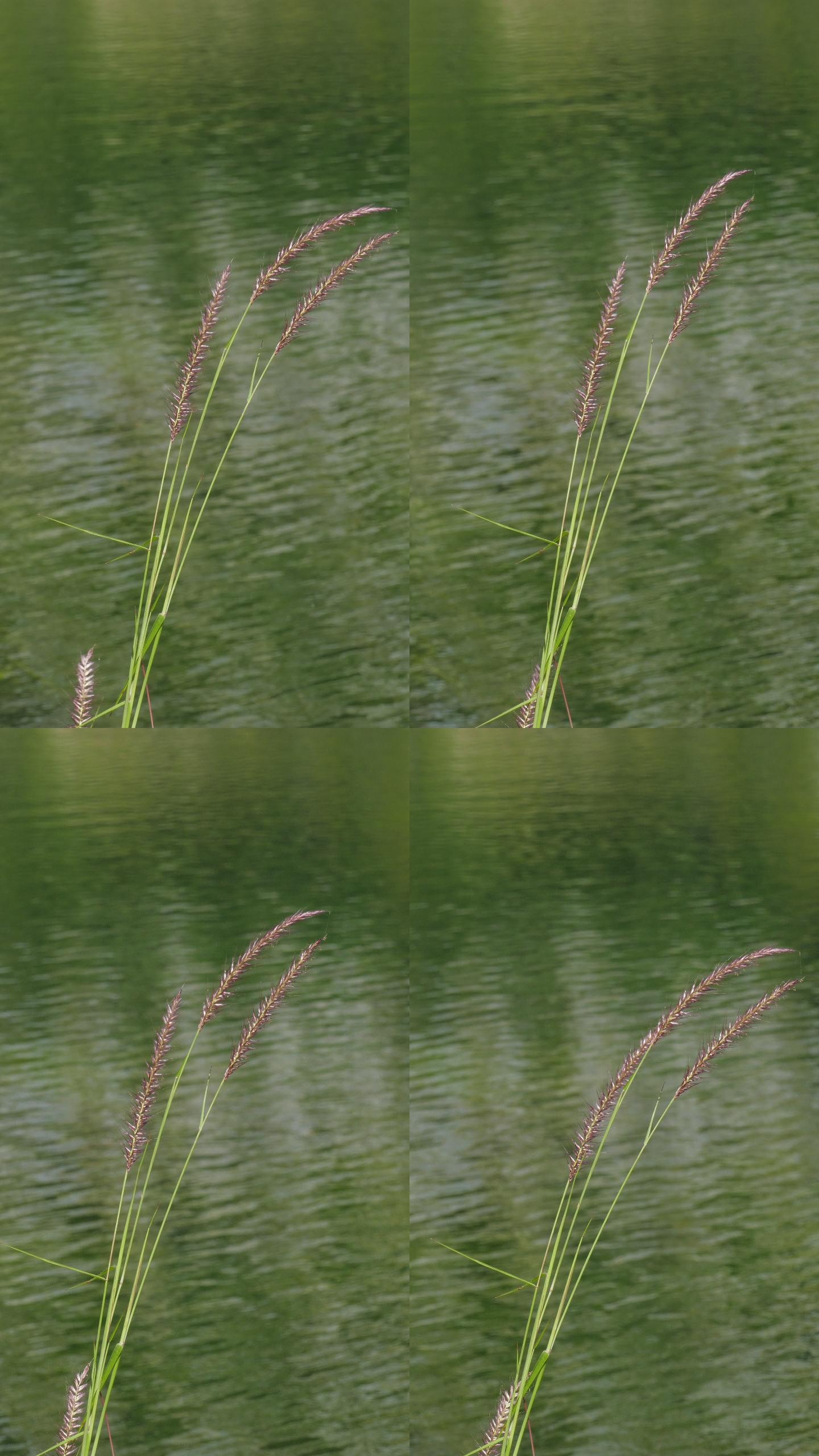 湿地里的草花。竖屏水面小草