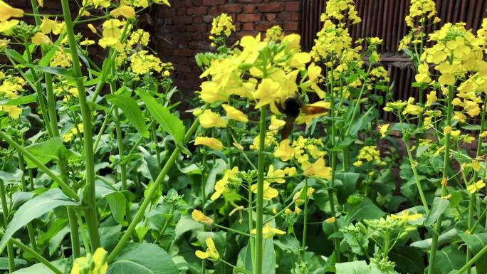 油菜花、人间最美四月天