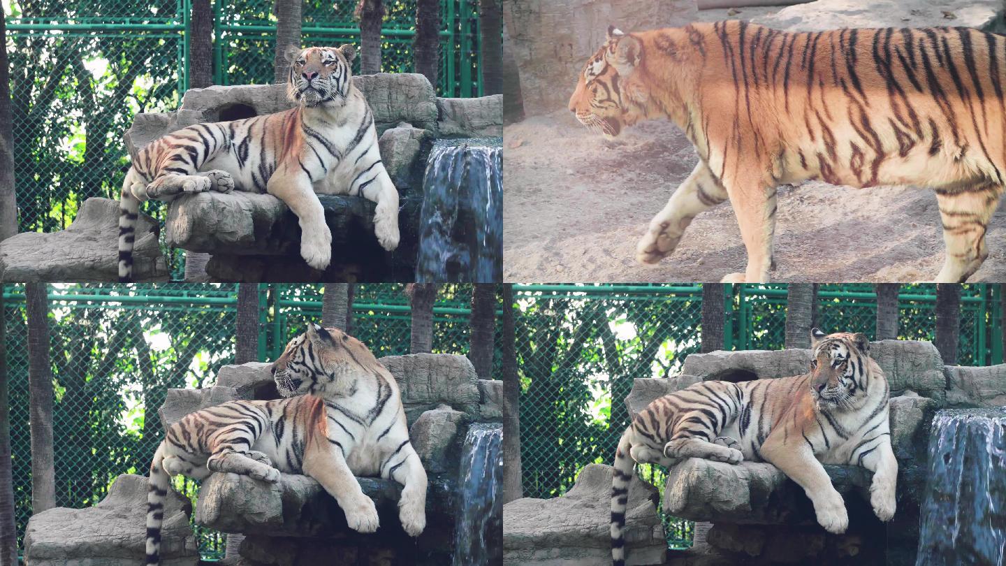 虎年看“虎宝” 去成都动物园看小老虎啦 - 公园城 - 无限成都-成都市广播电视台官方网站