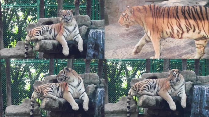 上海野生动物园老虎