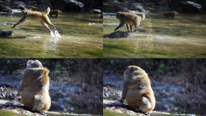 猕猴猴子嬉戏蟒河五龙口山涧瀑布