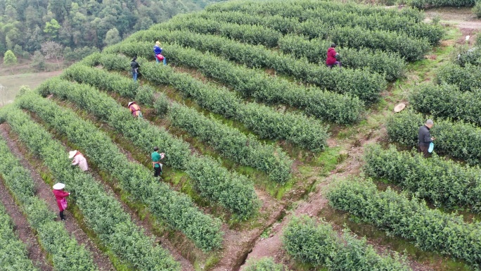 茶园采茶