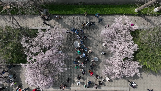 西安青龙寺航拍4K青龙寺樱花西安宣传片