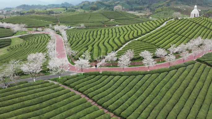 浙江武义花田小镇樱花茶园