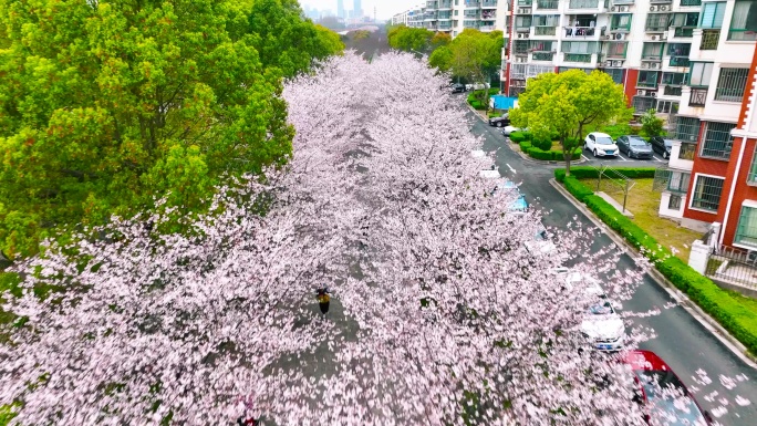 上海高东樱花园