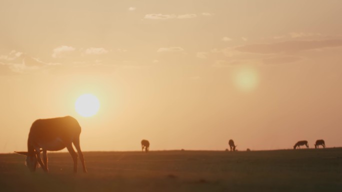天山 夕阳 驴群 吃草 放牧 唯美 奔跑