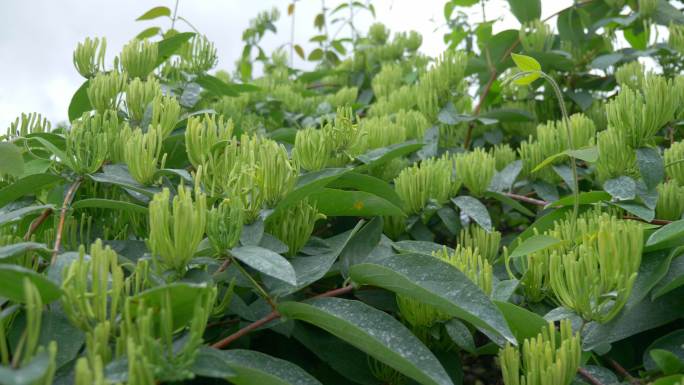 中药材金银花山银花忍冬