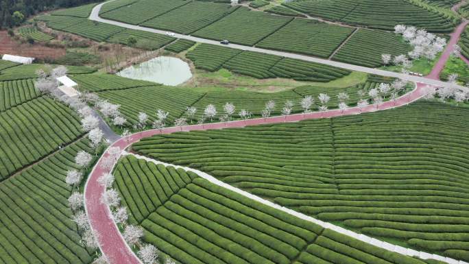 4K浙江樱花茶园风光