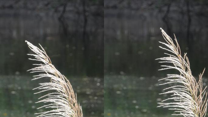 湿地里的草花。芦苇干草枯草