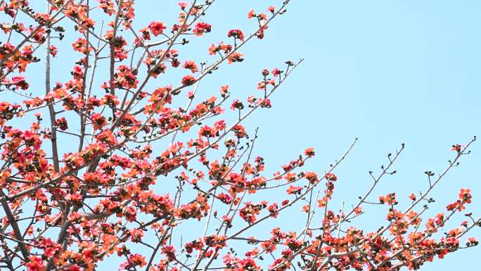 蓝天下广州盛放的木棉花树4K