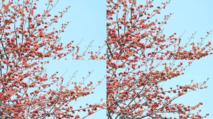 蓝天下广州盛放的木棉花树4K