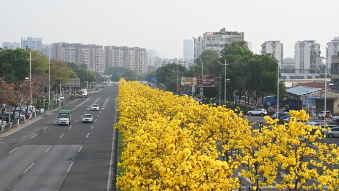 广州黄花风铃和城时交通4K延时