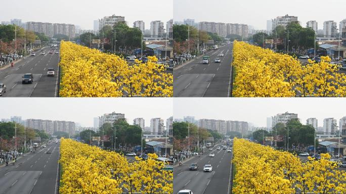 广州黄花风铃和城时交通4K延时