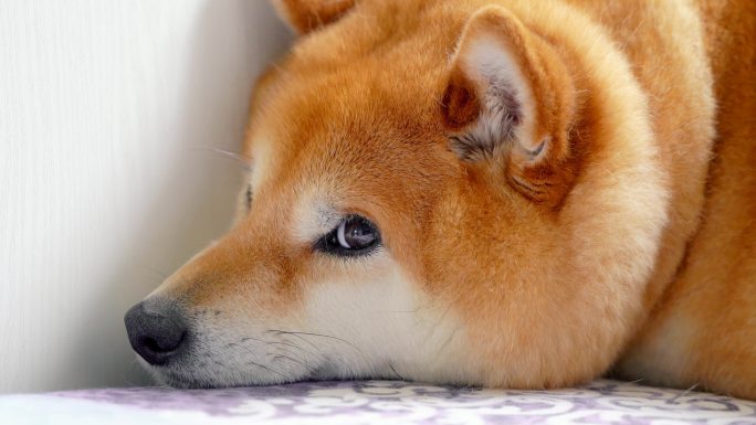 日本柴犬小狗可爱特写