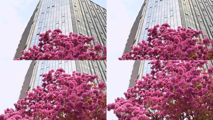 广州都市建筑和盛开的紫花风铃木4K