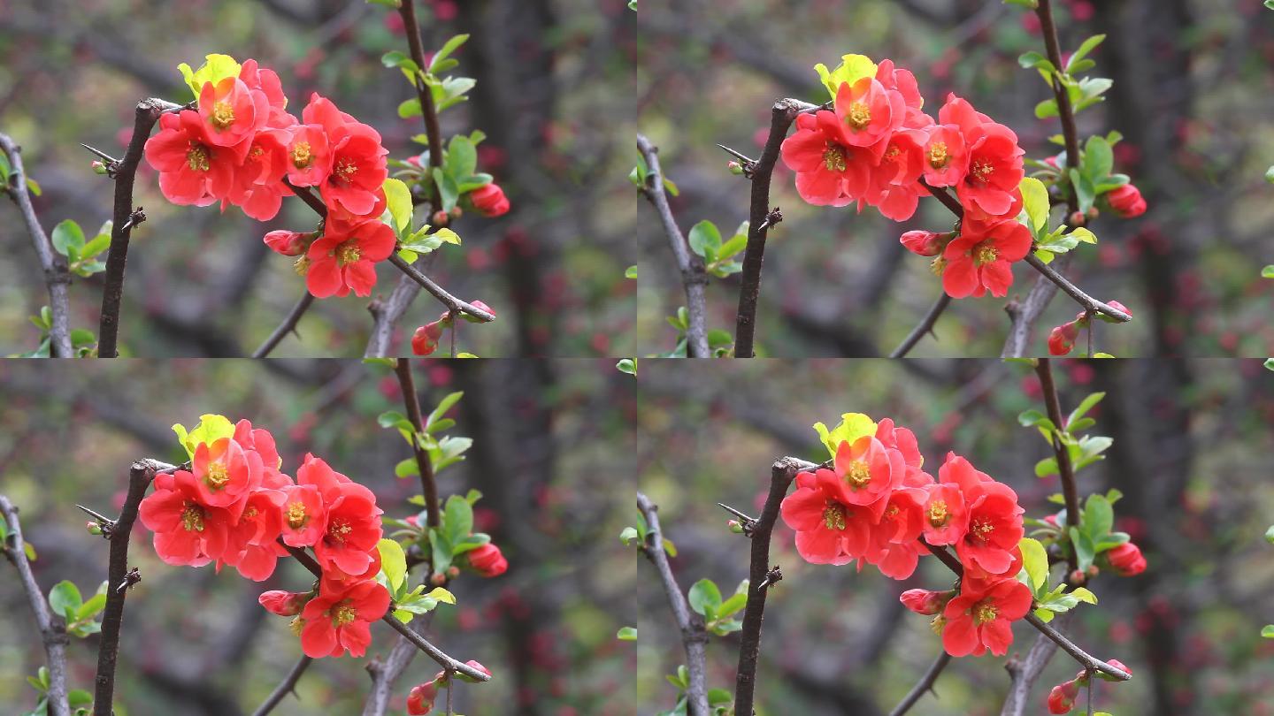 山东济南的百花公园春天海棠花开满园