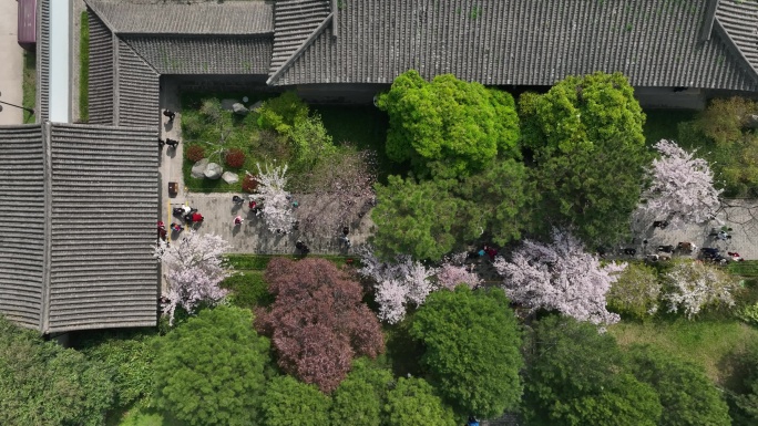 西安青龙寺航拍4K青龙寺樱花西安宣传片