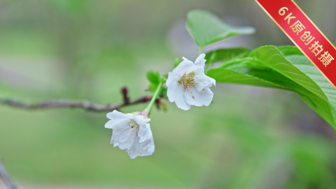 樱花6K50FPS