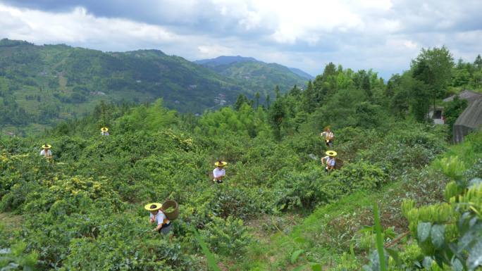 中药材金银花山银花采摘