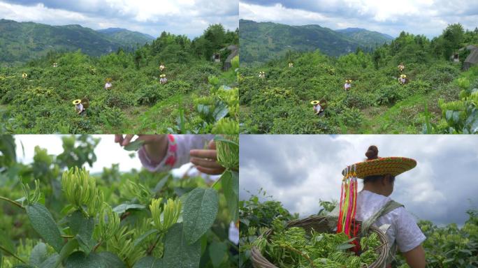 中药材金银花山银花采摘