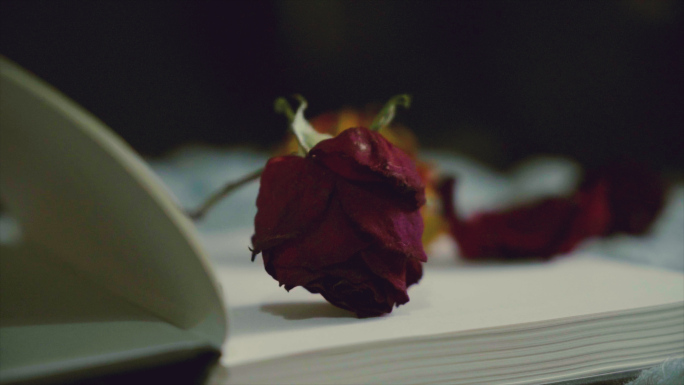 枯萎的花朵调零的玫瑰