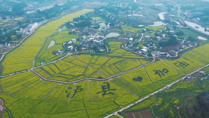 航拍泸县油菜花基地