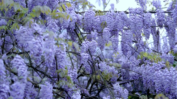 唯美 春天 春日 春色 花开 绿色春天