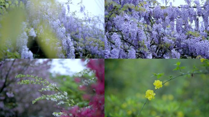 唯美 春天 春日 春色 花开 绿色春天