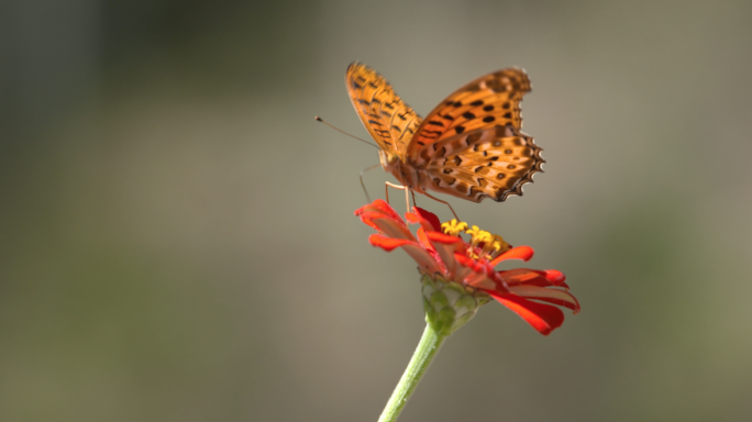 春天的花、公园里花开蝴蝶蜜蜂溪流