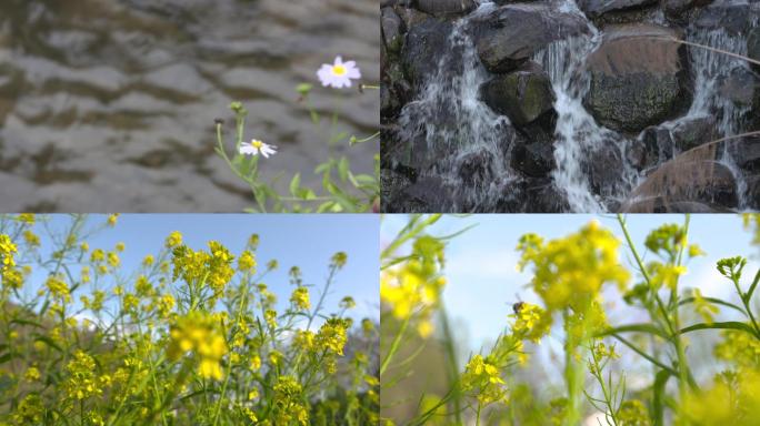 春天的花、公园里花开蝴蝶蜜蜂溪流